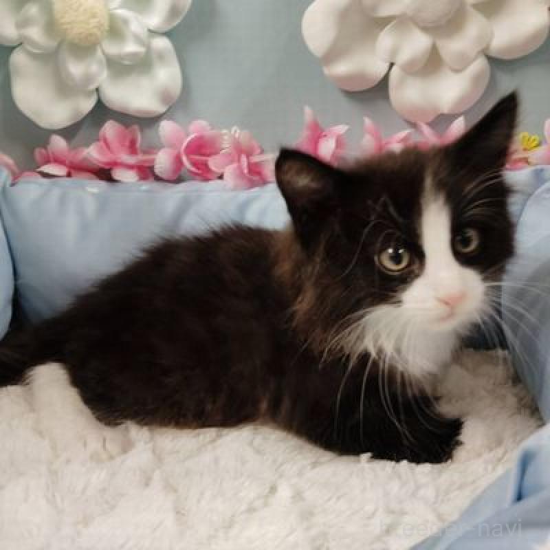 販売中の北海道のノルウェージャンフォレストキャット-133171の2枚目