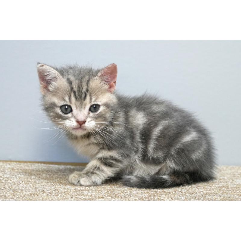 販売中の埼玉県のアメリカンショートヘア-133172の4枚目