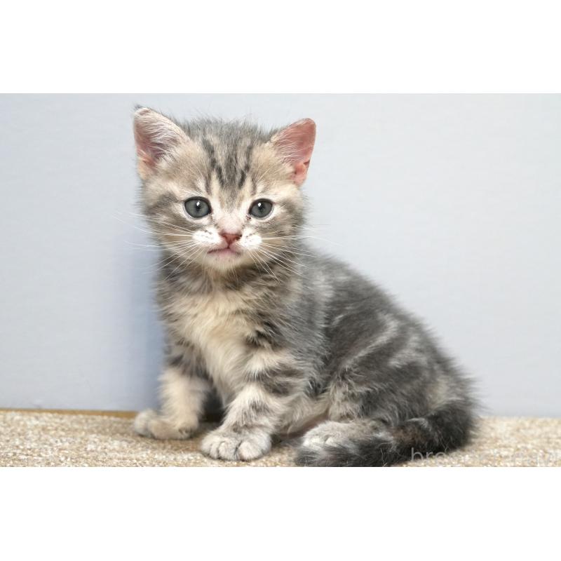 販売中の埼玉県のアメリカンショートヘア-133172の3枚目