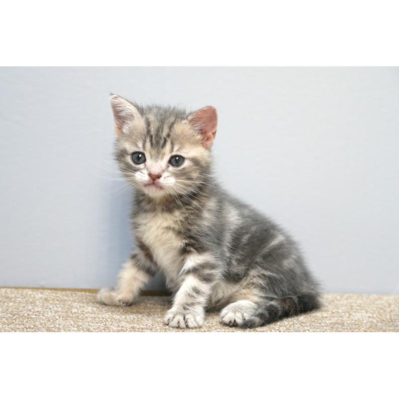 販売中の埼玉県のアメリカンショートヘア-133172の2枚目