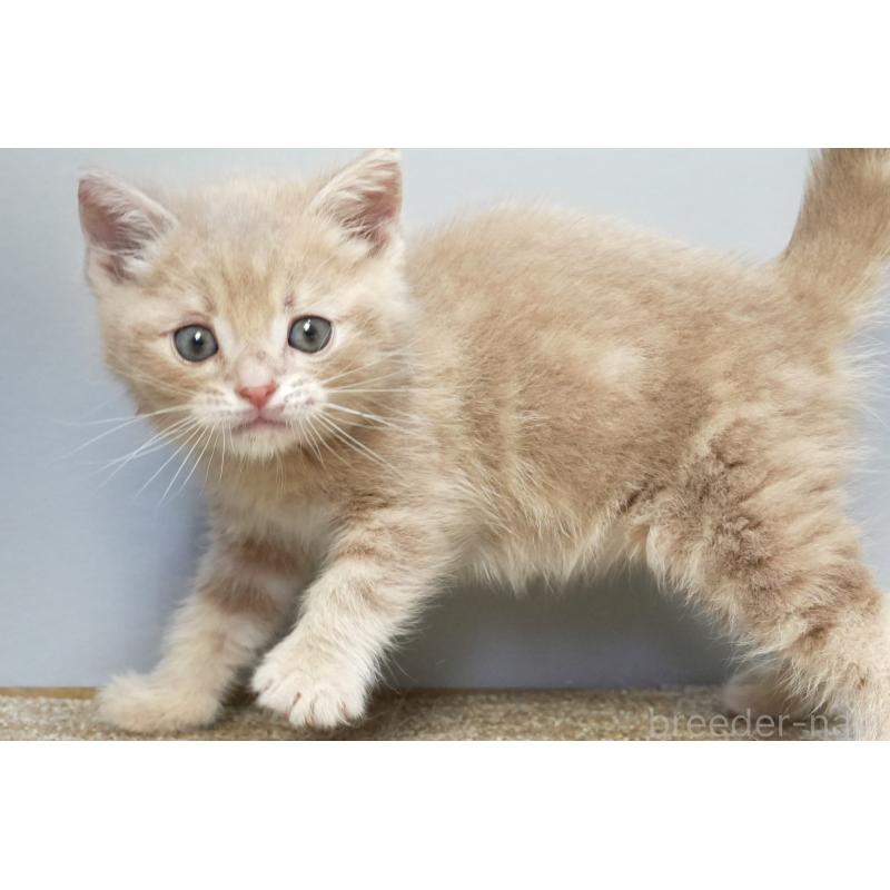 販売中の埼玉県のアメリカンショートヘア-133173の6枚目