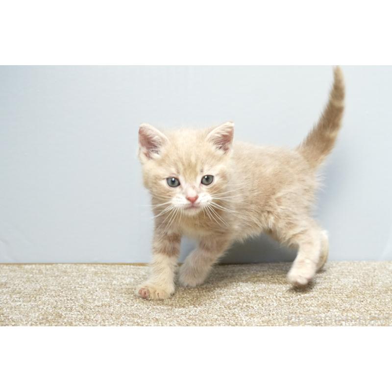 販売中の埼玉県のアメリカンショートヘア-133173の5枚目