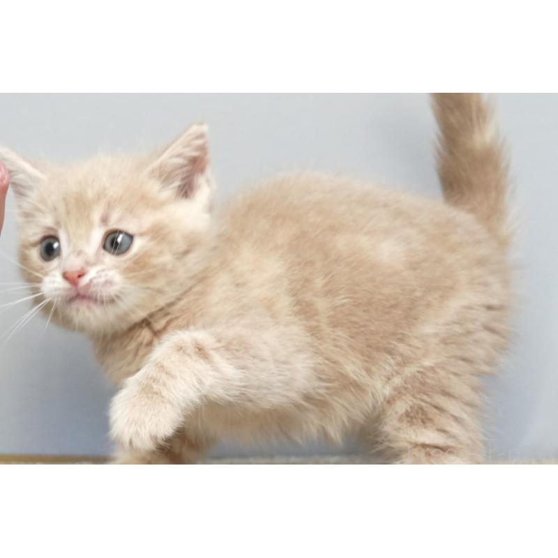 販売中の埼玉県のアメリカンショートヘア-133173の4枚目