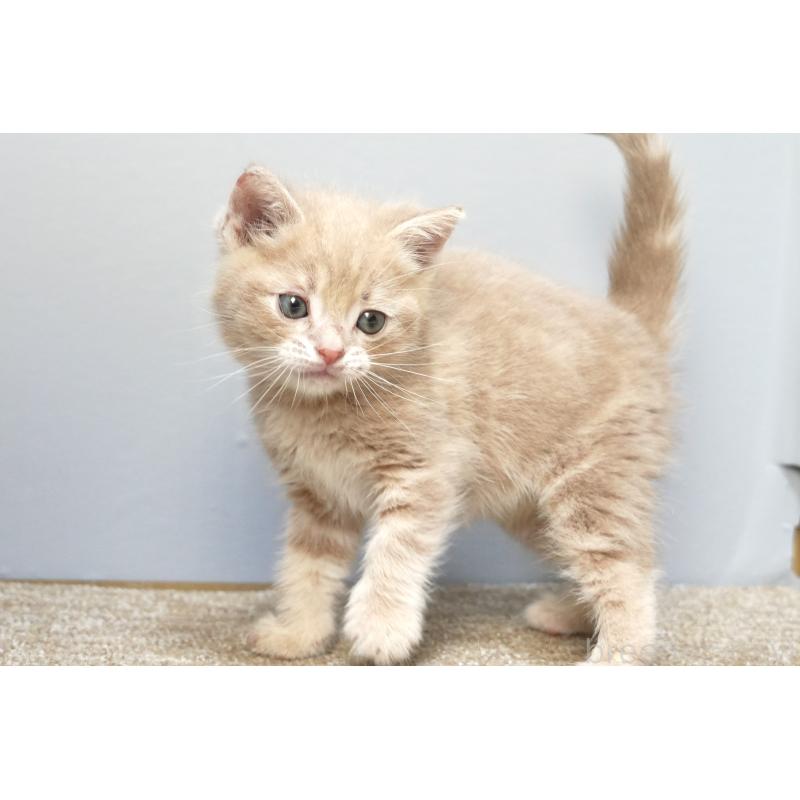 販売中の埼玉県のアメリカンショートヘア-133173の3枚目