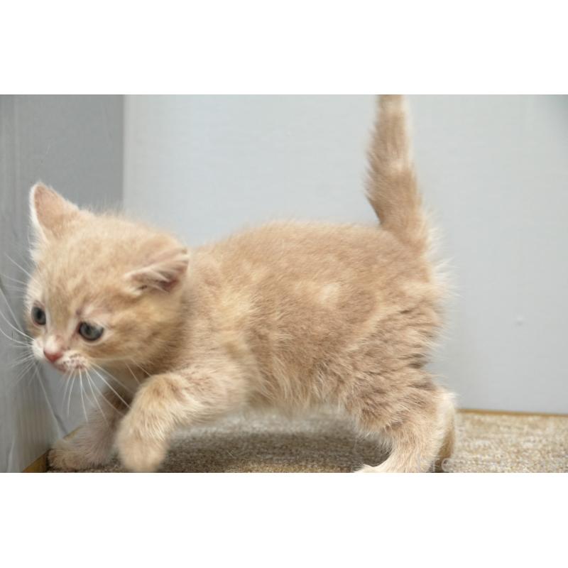 販売中の埼玉県のアメリカンショートヘア-133173の2枚目