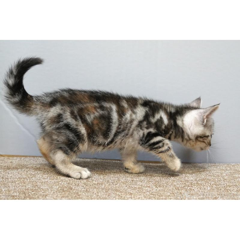 販売中の埼玉県のアメリカンショートヘア-133174の6枚目