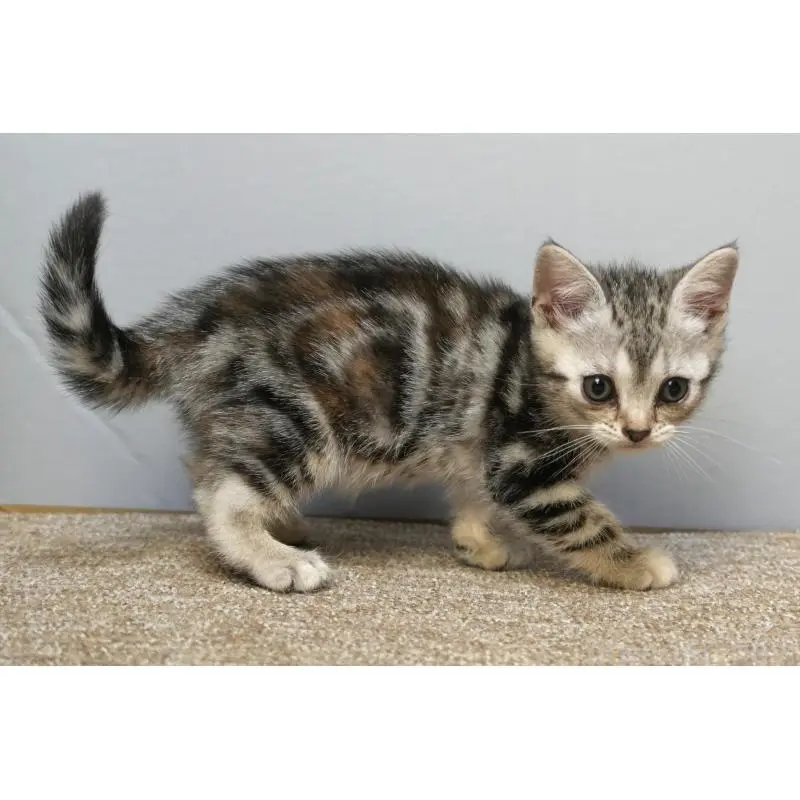 販売中の埼玉県のアメリカンショートヘア-133174の5枚目