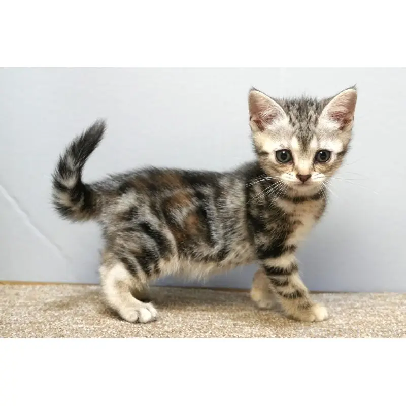 販売中の埼玉県のアメリカンショートヘア-133174の4枚目