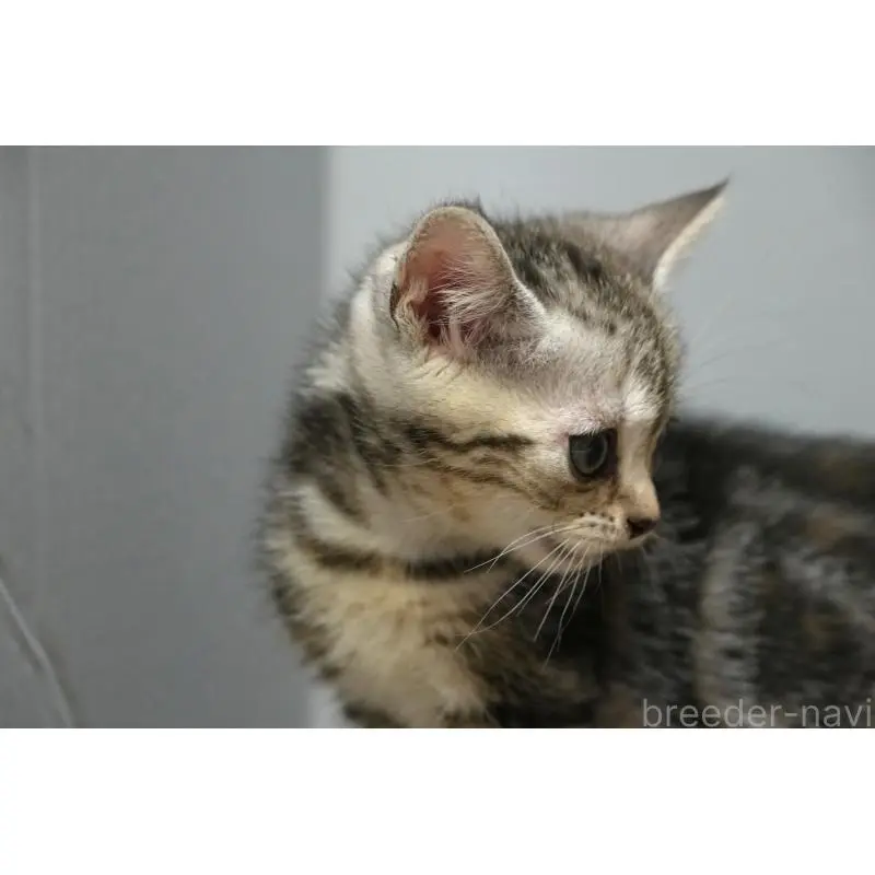 販売中の埼玉県のアメリカンショートヘア-133174の3枚目