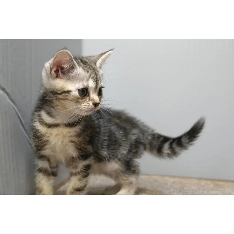 販売中の埼玉県のアメリカンショートヘア-133174の2枚目