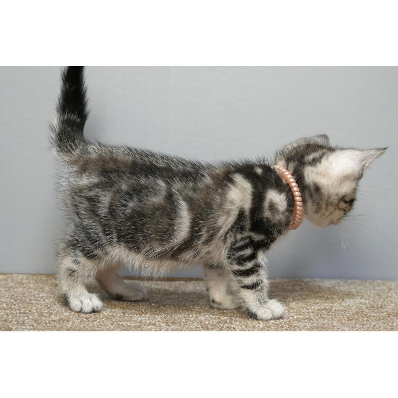 販売中の埼玉県のアメリカンショートヘア-133175の3枚目