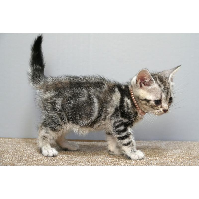 販売中の埼玉県のアメリカンショートヘア-133175の2枚目