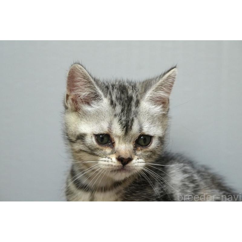 販売中の埼玉県のアメリカンショートヘア-133176の2枚目