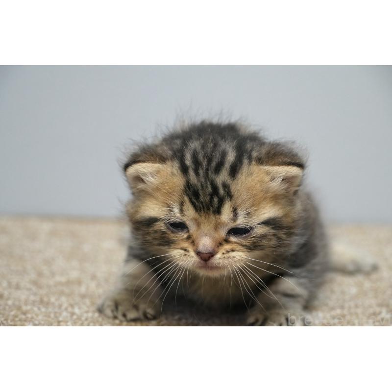 販売中の埼玉県のアメリカンショートヘア-133177の5枚目