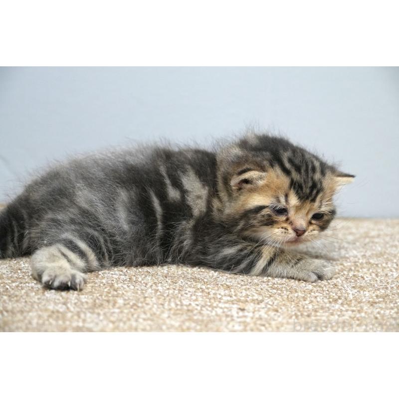 販売中の埼玉県のアメリカンショートヘア-133177の4枚目