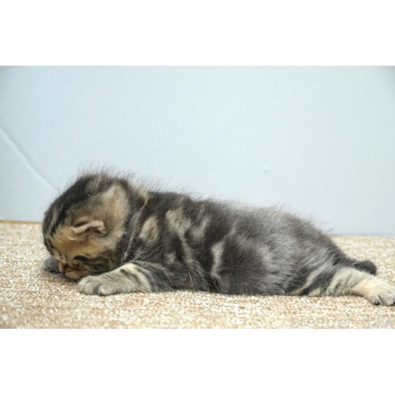 販売中の埼玉県のアメリカンショートヘア-133177の3枚目