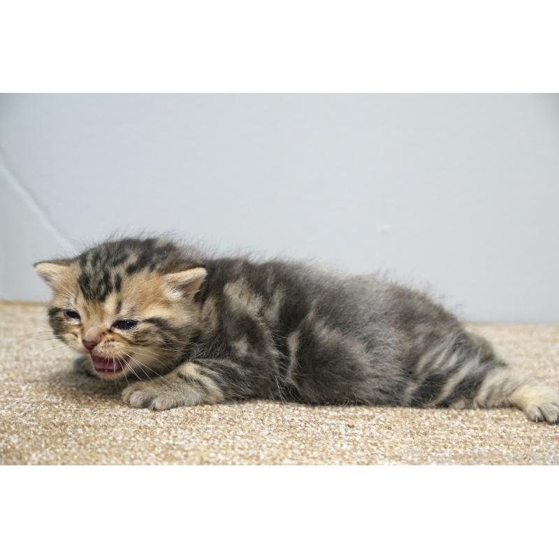 販売中の埼玉県のアメリカンショートヘア-133177の2枚目