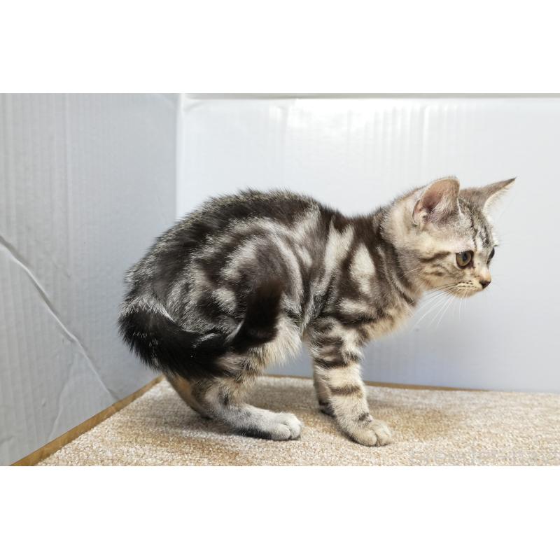 販売中の埼玉県のアメリカンショートヘア-125436の4枚目