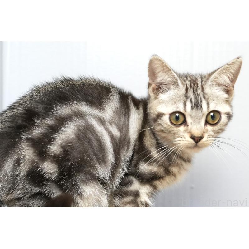 販売中の埼玉県のアメリカンショートヘア-125436の3枚目