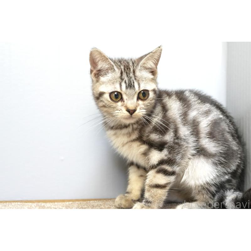 販売中の埼玉県のアメリカンショートヘア-125436の2枚目