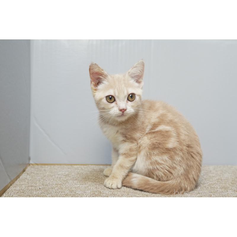 販売中の埼玉県のアメリカンショートヘア-125432の4枚目