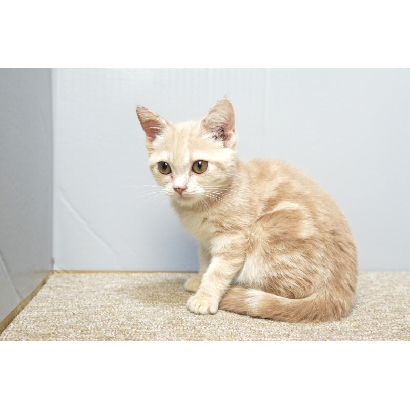 販売中の埼玉県のアメリカンショートヘア-125432の3枚目