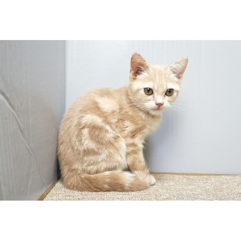 販売中の埼玉県のアメリカンショートヘア-125432の2枚目