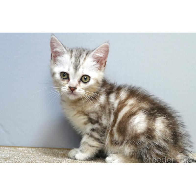 販売中の埼玉県のアメリカンショートヘア-131324の2枚目