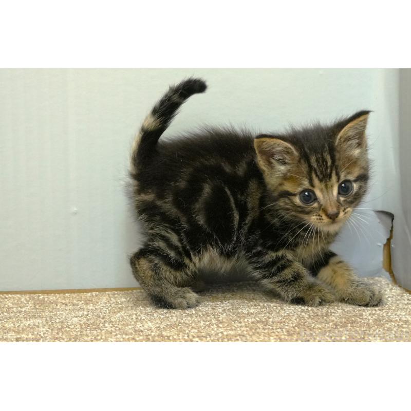 販売中の埼玉県のアメリカンショートヘア-133178の5枚目