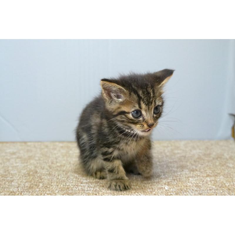 販売中の埼玉県のアメリカンショートヘア-133178の4枚目