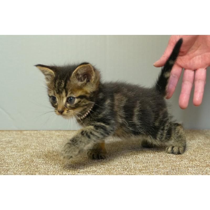 販売中の埼玉県のアメリカンショートヘア-133178の3枚目