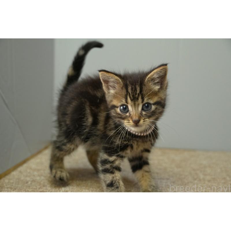 販売中の埼玉県のアメリカンショートヘア-133178の2枚目