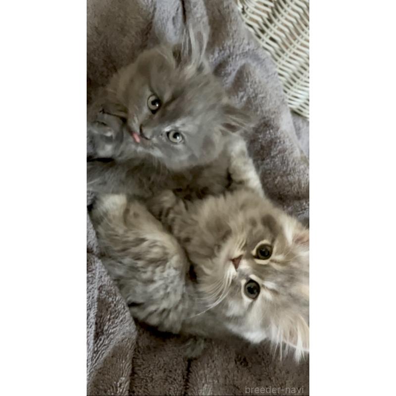 成約済の東京都のサイベリアン-132304の5枚目