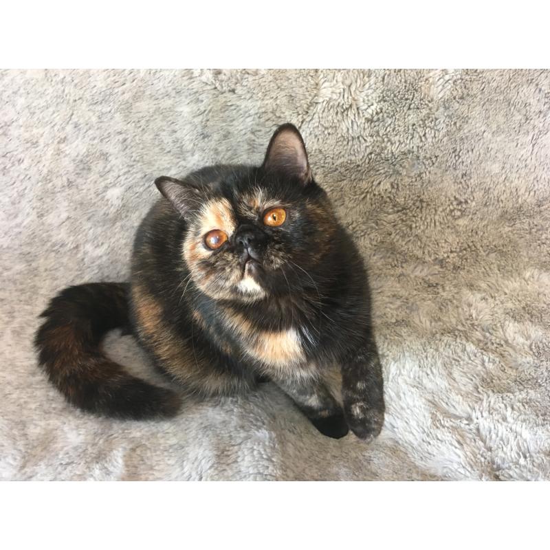 販売中の神奈川県のエキゾチックショートヘア-113828の9枚目