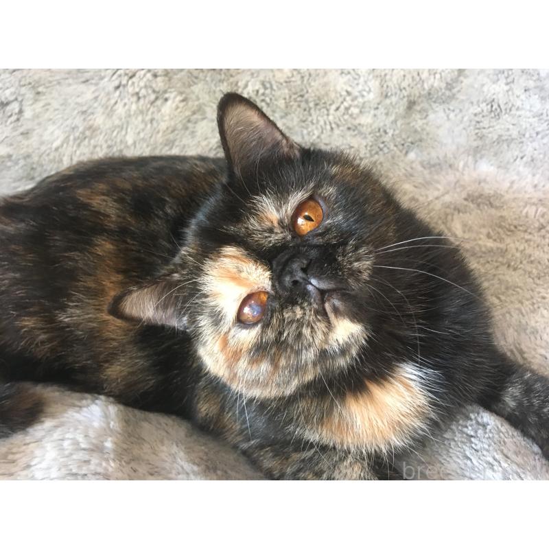 販売中の神奈川県のエキゾチックショートヘア-113828の8枚目