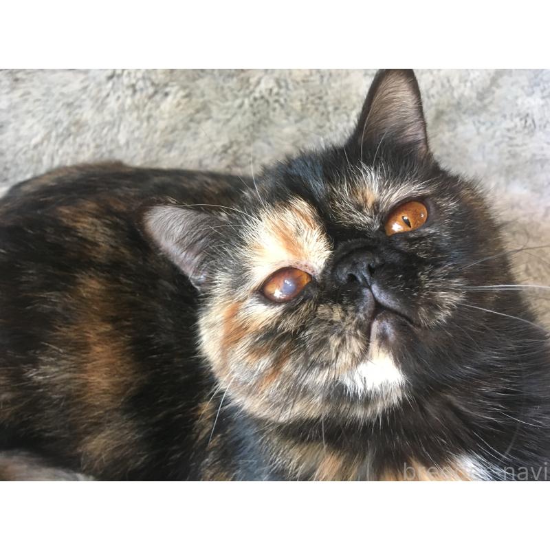 販売中の神奈川県のエキゾチックショートヘア-113828の7枚目