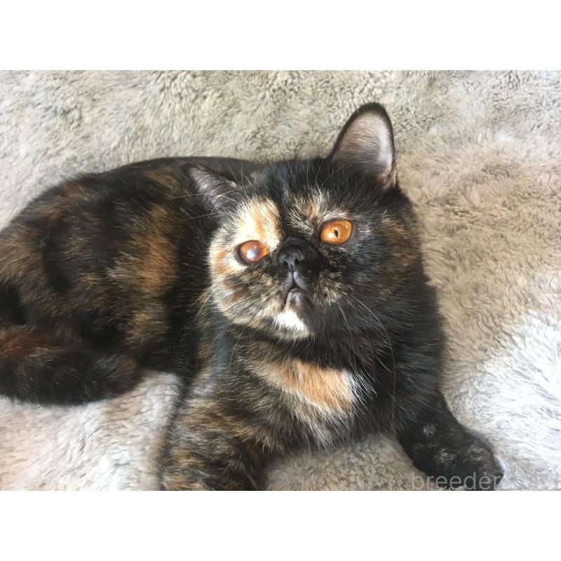 販売中の神奈川県のエキゾチックショートヘア-113828の6枚目