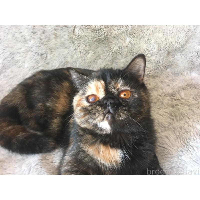 販売中の神奈川県のエキゾチックショートヘア-113828の5枚目