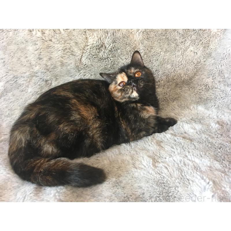 販売中の神奈川県のエキゾチックショートヘア-113828の4枚目