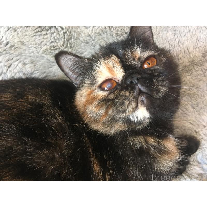 販売中の神奈川県のエキゾチックショートヘア-113828の3枚目
