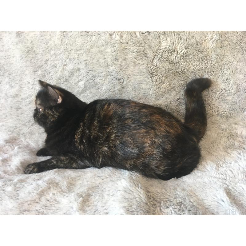 販売中の神奈川県のエキゾチックショートヘア-113828の2枚目