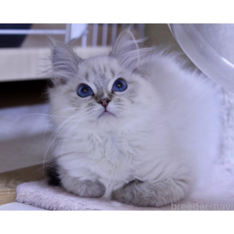 販売中の山梨県のラグドール-129973の2枚目