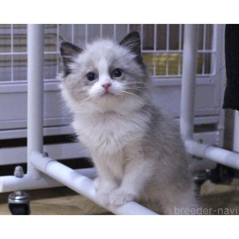 販売中の山梨県のラグドール-131707の3枚目