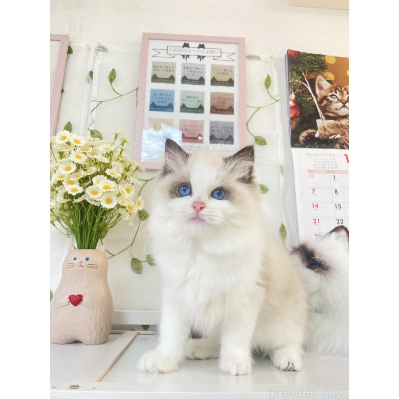 成約済の大阪府のラグドール-132260の4枚目