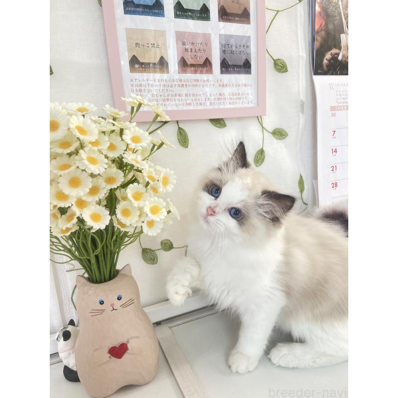 成約済の大阪府のラグドール-132260の3枚目