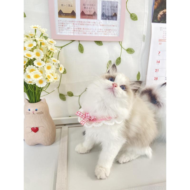 成約済の大阪府のラグドール-132260の2枚目