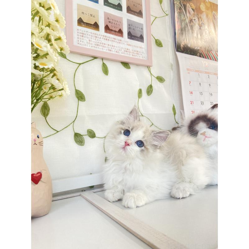 商談中の大阪府のラグドール-133179の4枚目