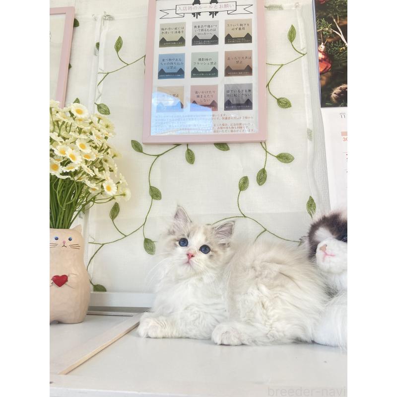 商談中の大阪府のラグドール-133179の3枚目