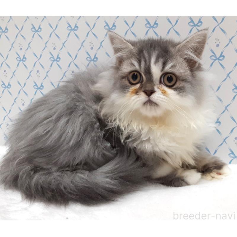 販売中の岐阜県のミックス-133180の4枚目