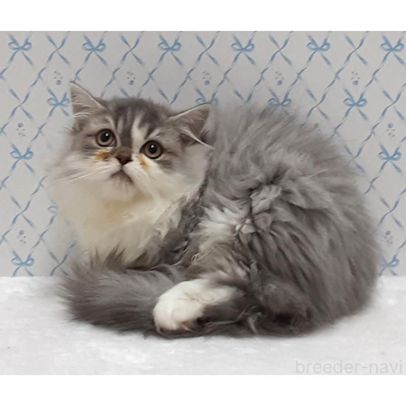 販売中の岐阜県のミックス-133180の3枚目